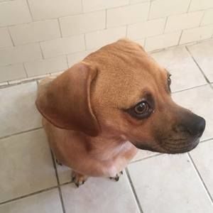 Meet your Posher, Leonardo